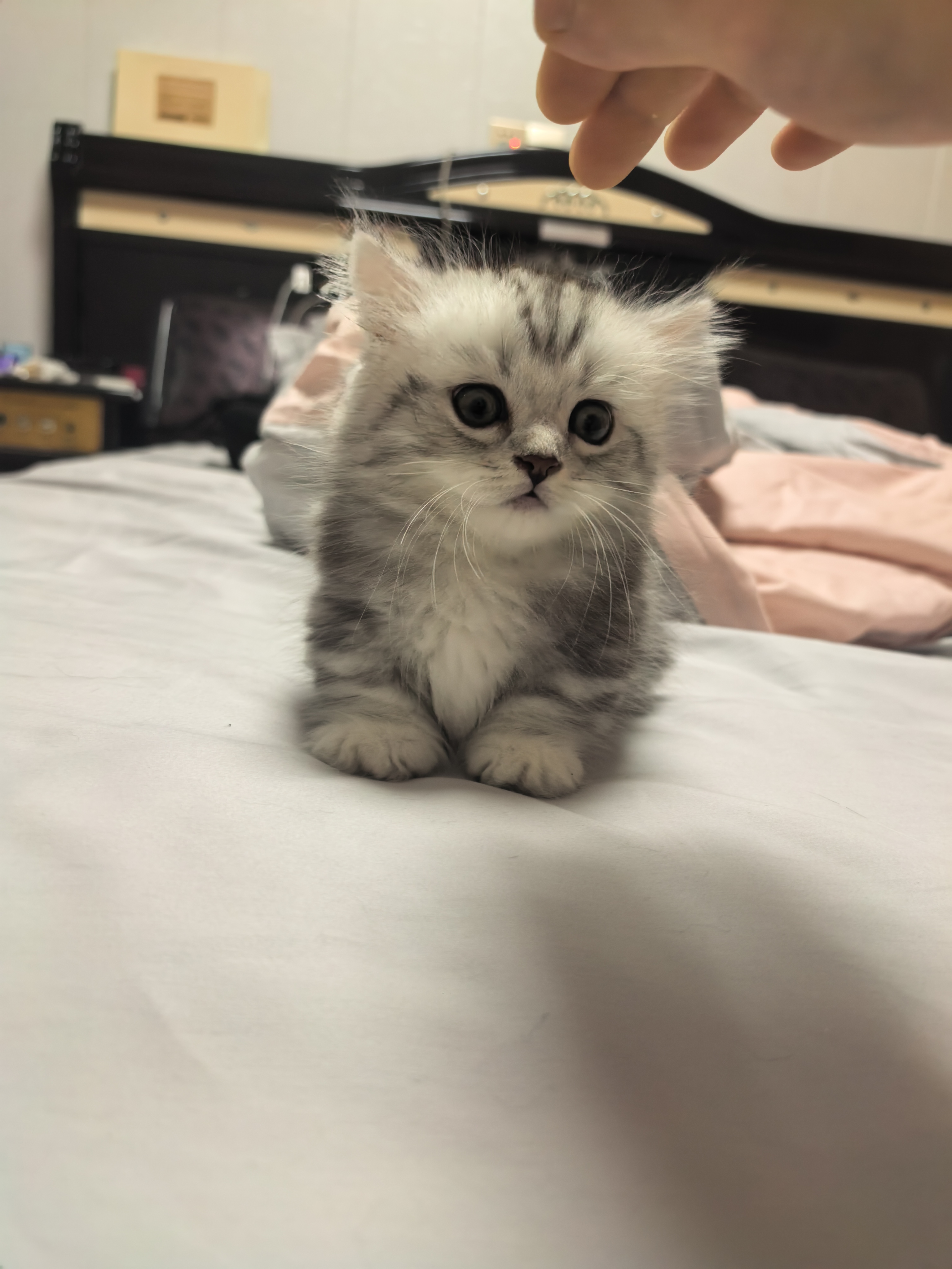 矮脚米努特长毛猫